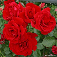 22_plet