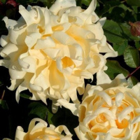 52_flo