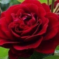 amadeus