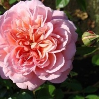anne-boleyn3