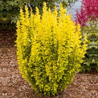 berberis-maria