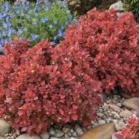 berberis_thunbergii_ruby_star_barbele