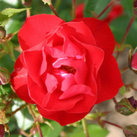 black-forest1