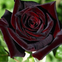 black-magic1