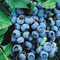 bluecrop