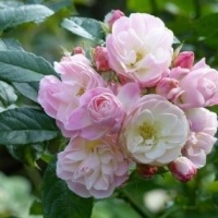 bouquet-parfait2