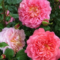 christophermarlowe3