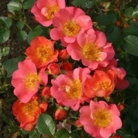 coco3