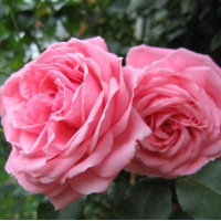 coral-dawn2