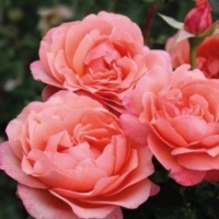 corallionsrose4