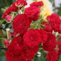 crimson-sil4