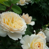 crocus-rose2