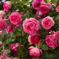 cyclamen2