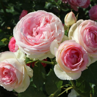 eden-rose3