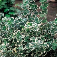 euonymus_fortunei_emeraldn_gaiety
