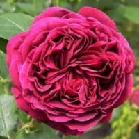 falstaff1
