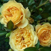 golden-years1