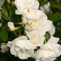 iceberg6