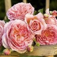 jubilee-celebratuon3