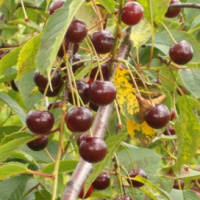 leisu1