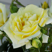 limona1