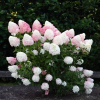 living-pink-rose