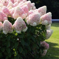 living-summer-love-2
