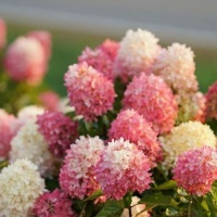 living-touch-of-pink-4