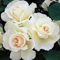 margaret-merril1