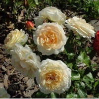 marieantoinette2