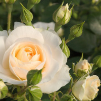 martin_luther_rose6