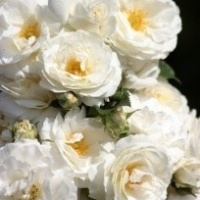 midsummersnow1