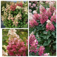 mycollages_1953302012