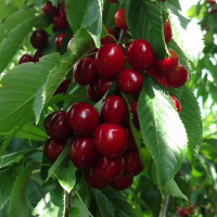 oktavia1