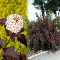 physocarpus-opulifolius-diablo-20-600x548