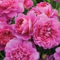 princess-anne4