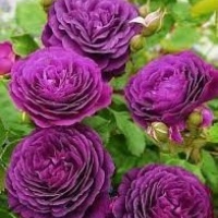 purpleeden3