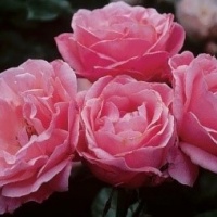 queen-elizabeth4
