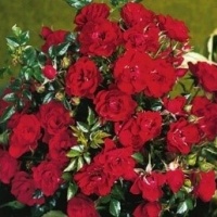 red-romance1