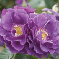 rhapsody-in-blue-kr3