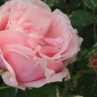 rose-verschuren2