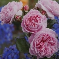 rosengrafin-marie-henriette2