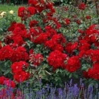 roter-korsar4