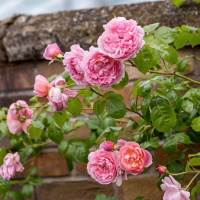 strawberry-hill3