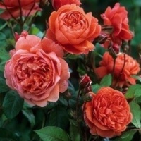 summer-song6