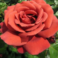 terracotta