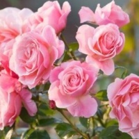 tickledpink1