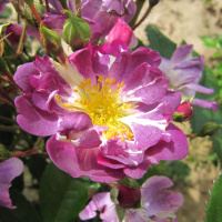 veylhenblau3
