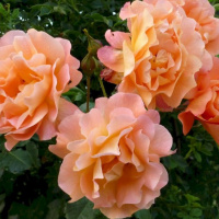 westerland4
