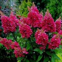 wims_red_215510350